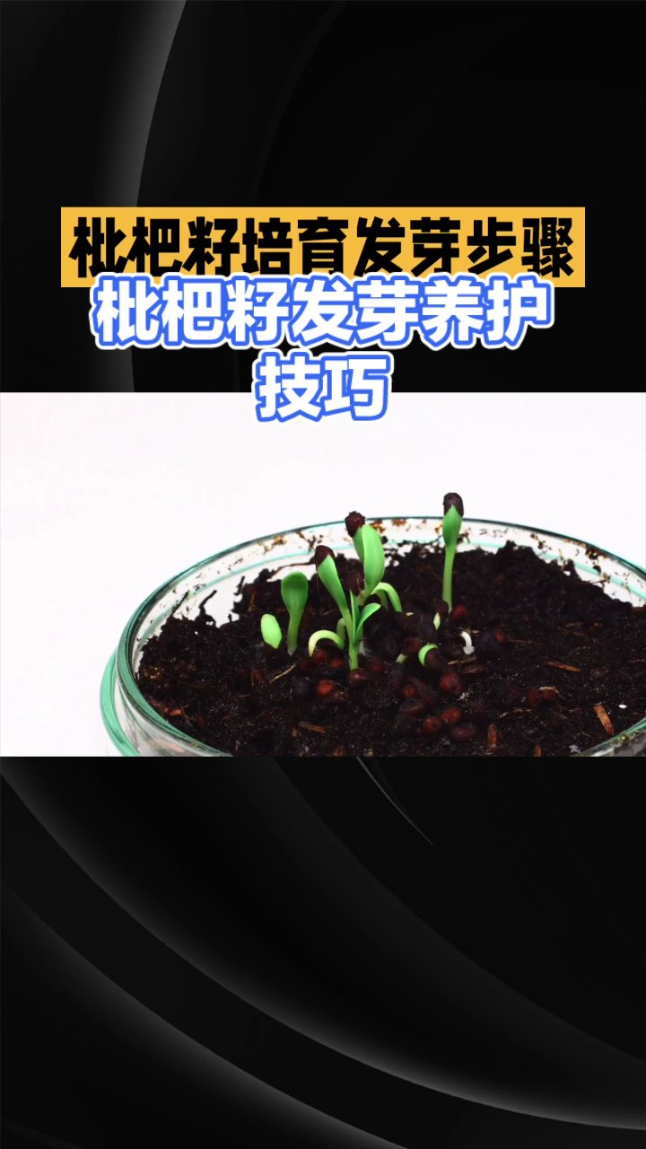 枇杷籽发芽养护技巧
