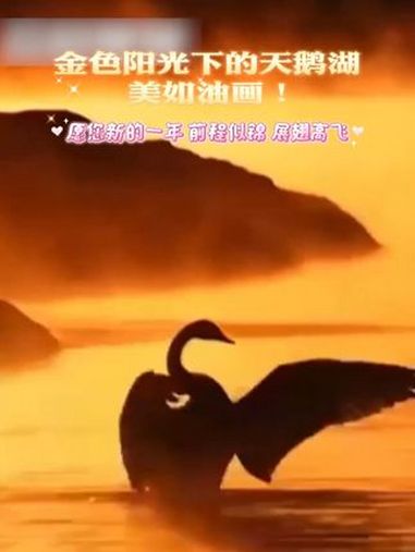 金色阳光下的天鹅湖美如油画!愿您新的一年前程似锦 展翅高飞 天鹅 天鹅湖 冬日美景