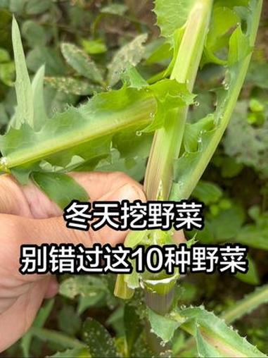 冬天挖野菜别错过这10种野菜 爱好打野的你,只认识荠菜吗?农村生活 野菜 挖野菜 附地菜 