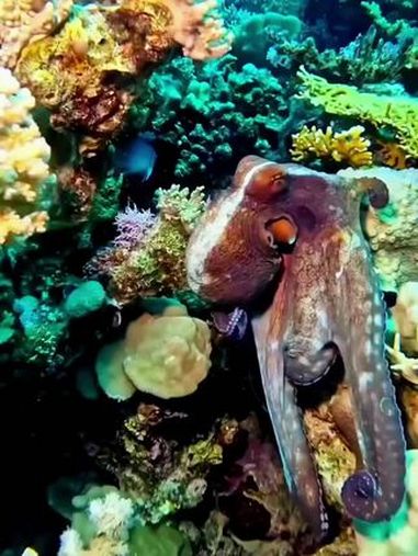 海洋里不像地球生物的章鱼 奇妙的海洋生物 章鱼 躄足鱼 海鳗