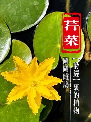 关关雎鸠，在河之洲。你知道《关雎》中的荇菜是怎么样的吗？#中国式浪漫 #诗经植物 #赏春