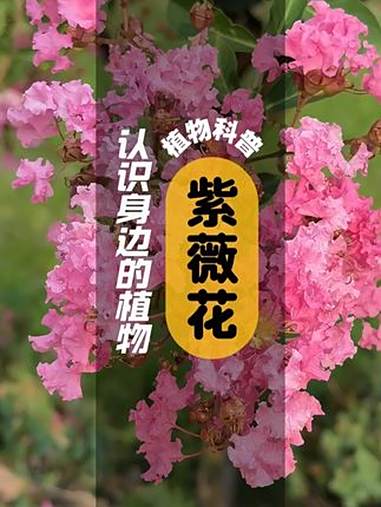 紫薇花 I 植物科普 紫薇是千屈菜科紫薇属的落叶植物树皮平滑,呈灰色或灰褐色;枝干多扭曲小