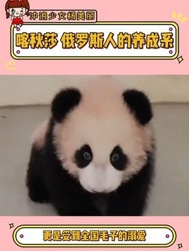 俄罗斯棕熊:果然爱是会消失的~ 大熊猫喀秋莎 俄罗斯 大熊猫如意丁丁 可爱到爆炸