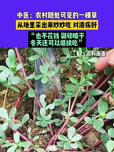 8月25日(发布)河北,中医:农村随处可见的一棵草,从地里采出来炒炒吃 对溃疡好,“也不花