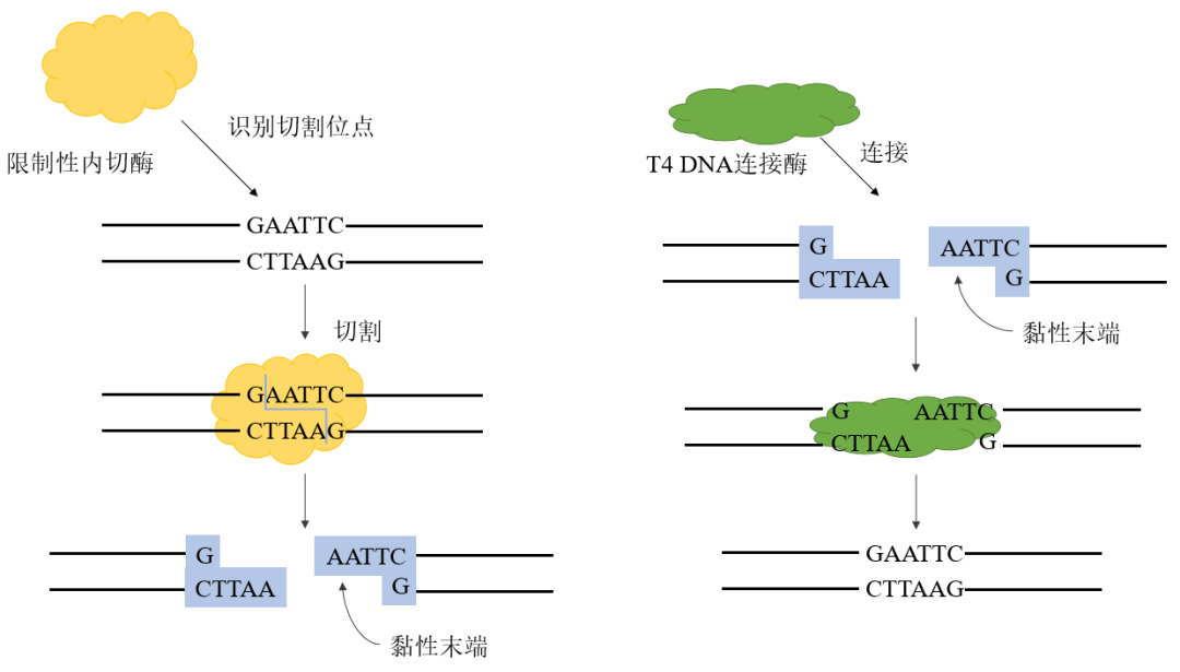 T Dna