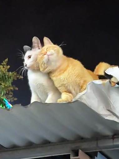 两只猫猫可爱贴贴!小黄猫:你快说,你和我是不是天下第一好?快点说!(来源 蛋虾饺^)趣中国