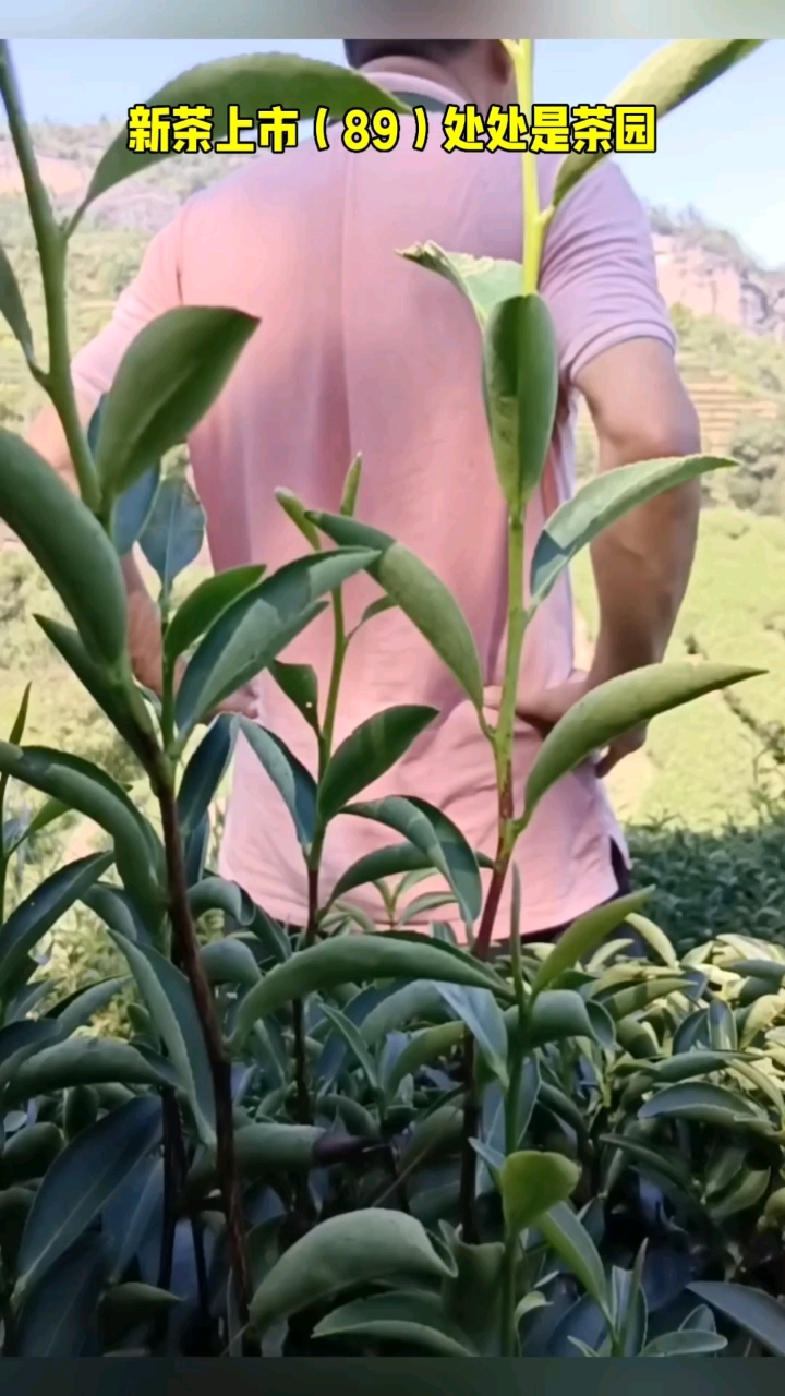 新茶上市(89)处处是风景#乌龙茶发源地#正岩肉桂#徐建国