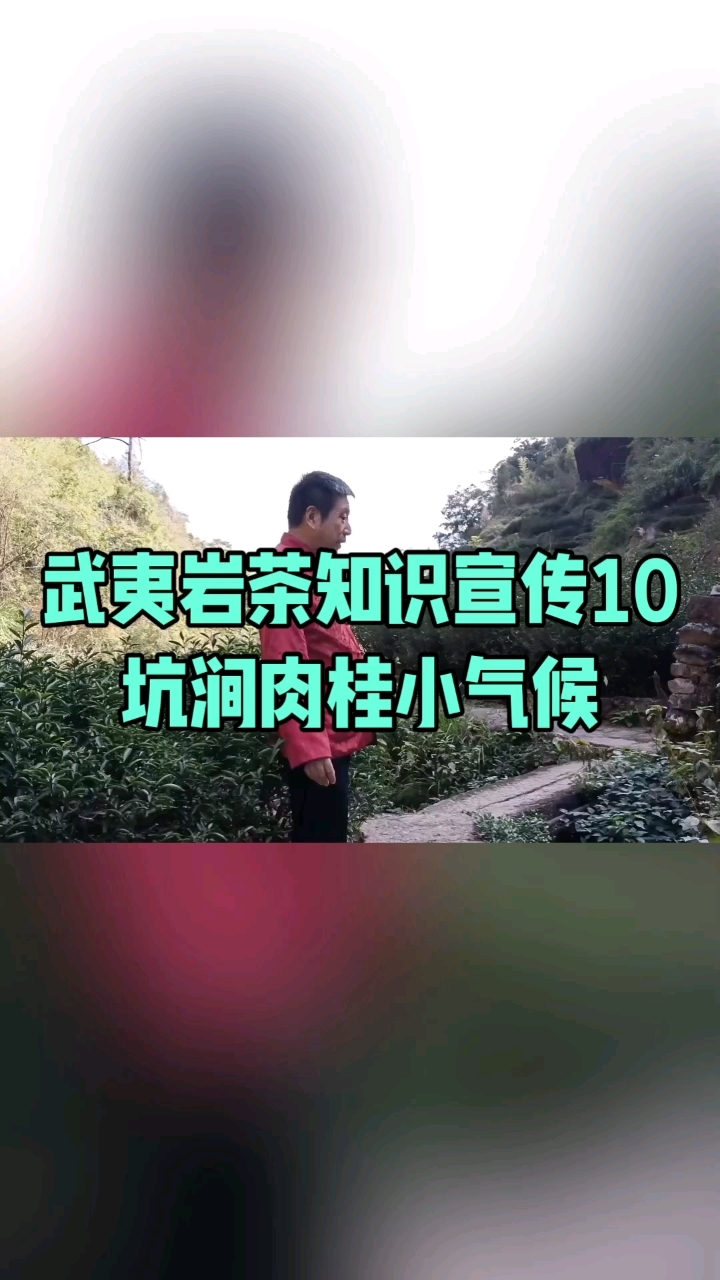 武夷岩茶知识宣传(10)坑涧肉桂#大红袍生态茶