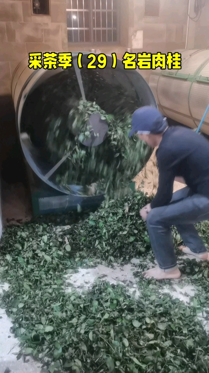 采茶季(29)名岩肉桂#武夷岩茶#制茶师#徐建国老师