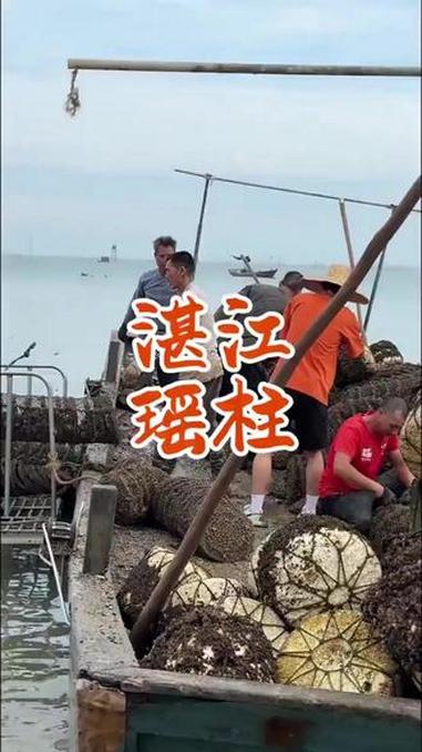 湛江精选瑶柱干贝 增香提鲜 海鲜干货特产 干贝粥 地方特产 潮汕话