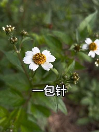 鬼针草的别名你知道有哪些吗？鬼钗草、蒺藜、粘人草、粘连子、索人衣、一把针、一包针、豆渣菜、