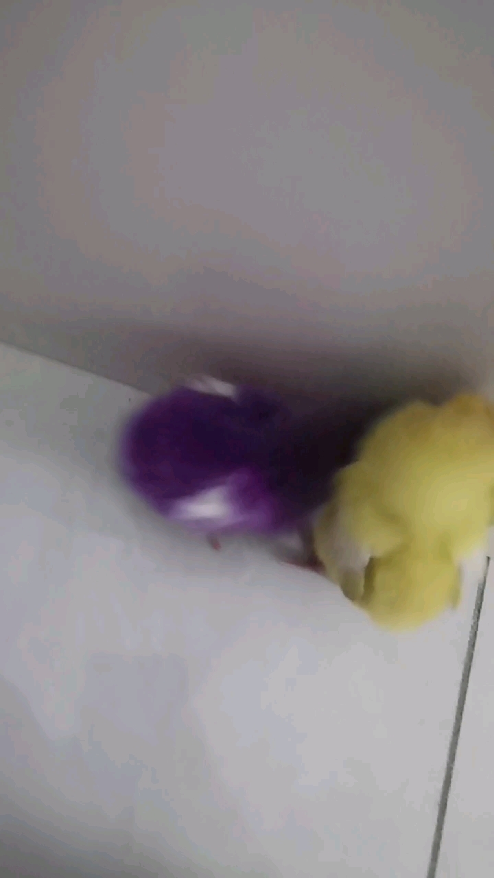 我家的彩色小鸡长大了