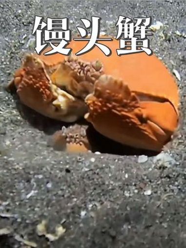 馒头蟹的“宠妻”真相 馒头蟹 动物冷知识 渣男行为 自然奇观