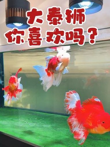 你喜欢兰寿还是泰狮?金鱼 兰寿 泰狮 养鱼日记 水鸦鱼缸