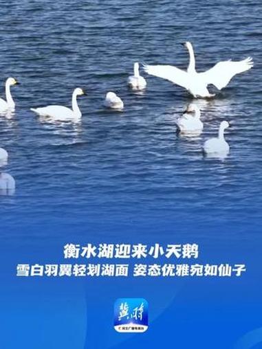 鸟儿的翅膀会说话丨衡水湖迎来小天鹅,雪白羽翼轻划湖面,姿态优雅宛如仙子~ 美丽河北 最美中