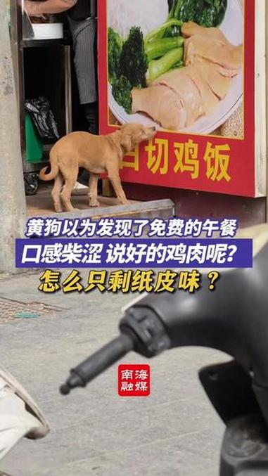 黄狗以为发现了免费的午餐 口感柴涩 说好的鸡肉呢?怎么只剩纸皮味?(来源:天星. 编辑:甜