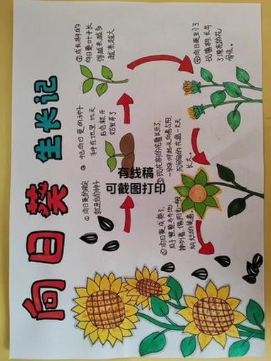 植物生长记录手抄报,附线稿原图可自行截图打印 手抄报模板 植物观察手抄报