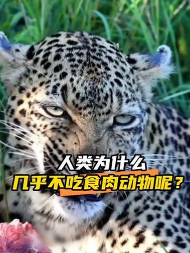 为什么人爱更吃食草动物呢？#娱乐评论大赏 #食物 #食肉动物