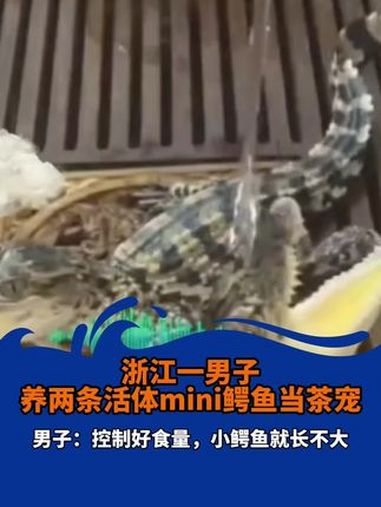 近日,浙江。一男子晒出自己养的特殊茶宠:2条活体mini鳄鱼 mini鳄鱼 鳄鱼茶宠 活体