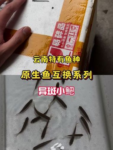 原生鱼特产互换,异斑小鲃 养鱼日记 原生鱼