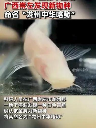 广西崇左 广西崇左发现新物种,一种白色盲鱼,眼睛消失,通体半透明,命名“龙州中华喀鳅”
