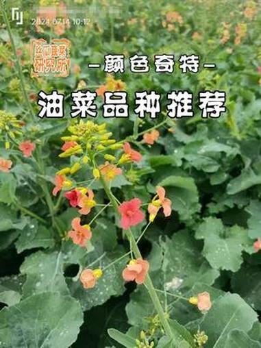 颜色丰富的油菜品种介绍 这个季节能有这么多彩的油菜品种