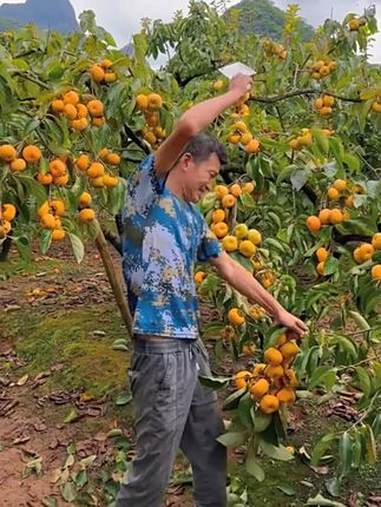 巧克力脆柿子 脆甜柿子 新鲜应季水果