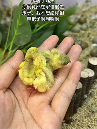 天呐噜～我家小鸡自己把小鸡宝宝孵出来了 芦丁鸡 抱窝鸡 新生命