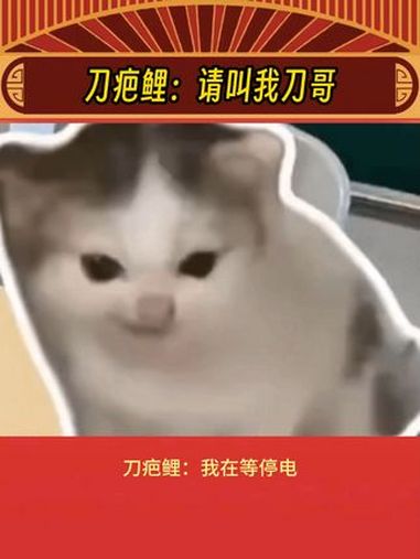 刀疤鲤:我心如铁!坚不可摧!娱乐评论大赏 鲤鱼 万万没想到 鱼缸