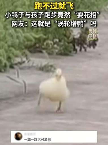 跑不过就飞!小鸭子与孩子跑步竟然“耍花招”。网友:这就是“涡轮增鸭”吗?秀我中国 鸭子 比