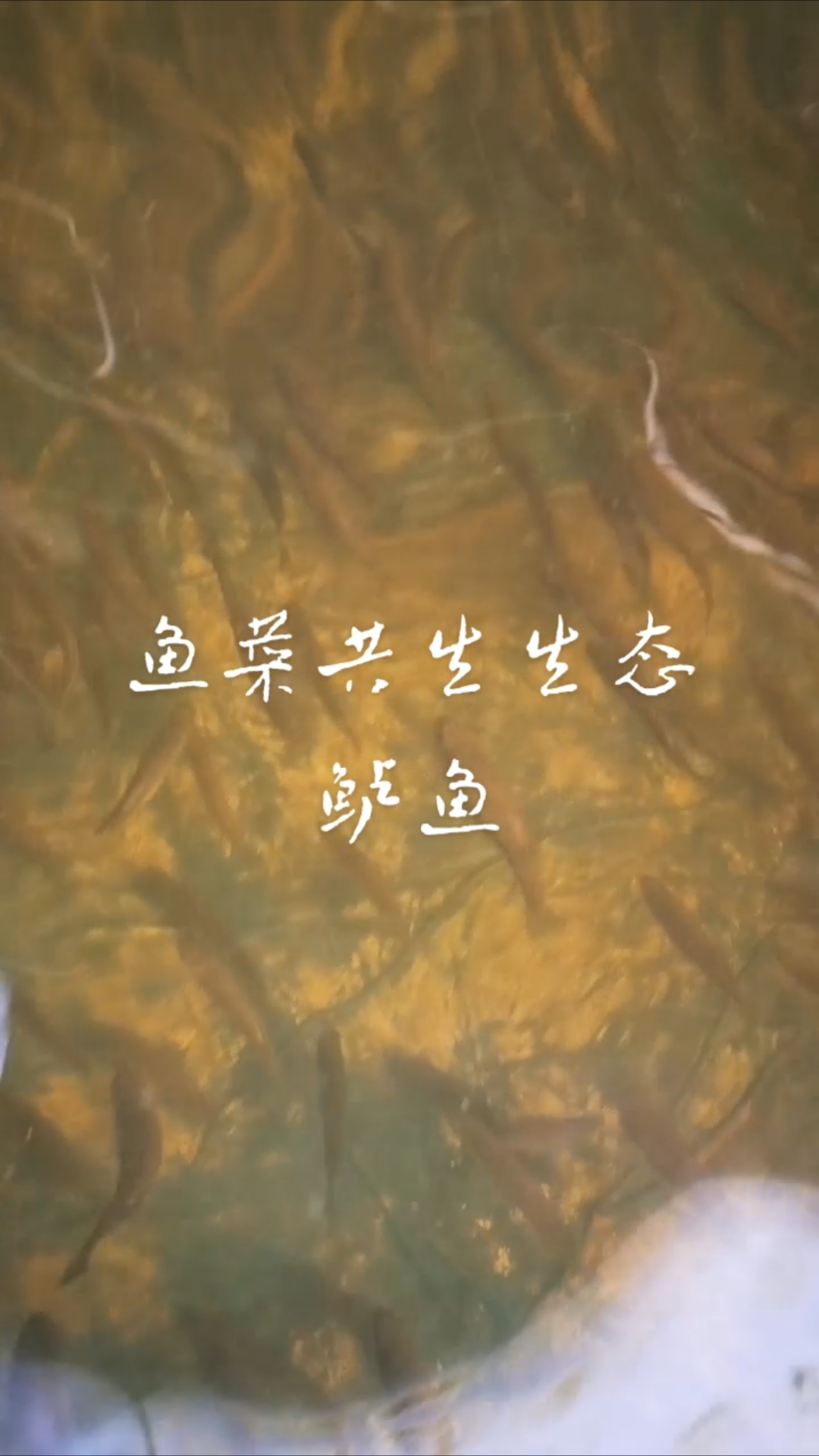 鱼菜共生生态有机农场养殖的加州鲈鱼水清鱼靓