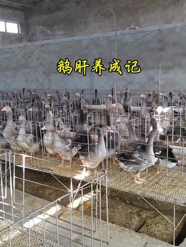 法式鹅肝 霍邱朗德鹅养殖基地 高端食材 冷链日料西餐