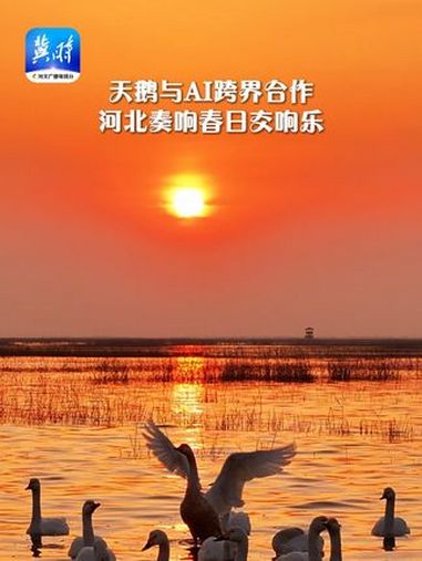 鸟儿的翅膀会说话|天鹅与AI跨界合作 河北奏响春日交响乐 美丽河北 最美中国