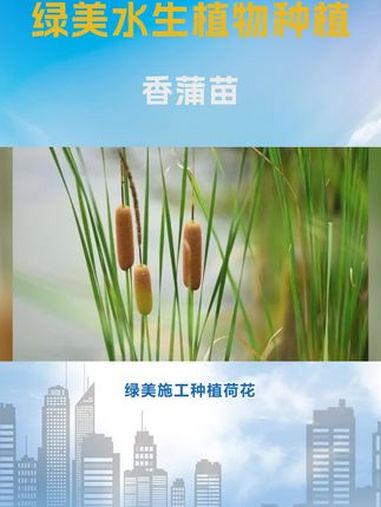 香蒲种子 香蒲苗 香蒲种子