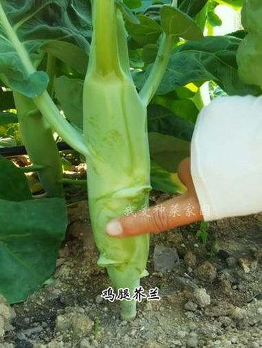 鸡腿芥兰,好吃又好种 蔬菜种子 田园生活 我的小菜园