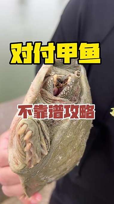 如果被甲鱼咬到,会怎么办?汉寿
