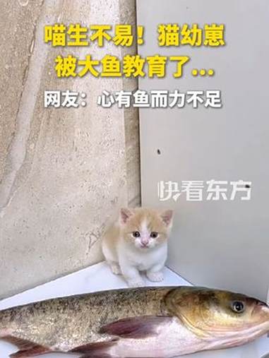 喵生不易！猫幼崽被大鱼教育了……网友：心有鱼而力不足 趣中国（来源 独生子的日常 快看东方
