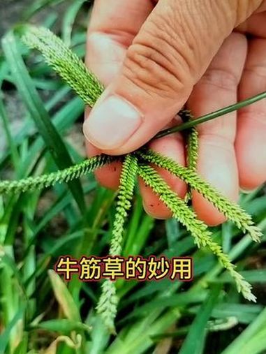 植物百科 植物科普小知识 植物知识 自然万物都是宝物 植物科普