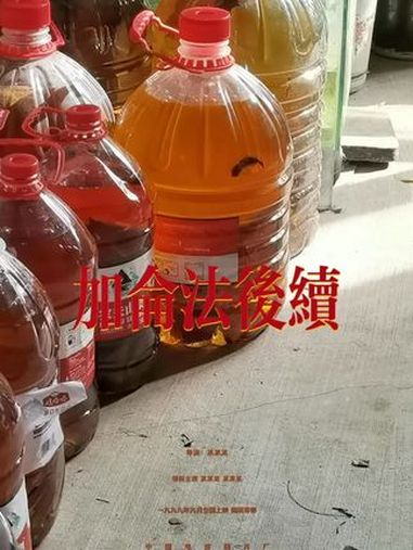 加仑法2.0后续 互动开口了 耐心才是终极奥义 雷龙鱼 红帝王黑魔神 加仑法 红帝王黑魔神