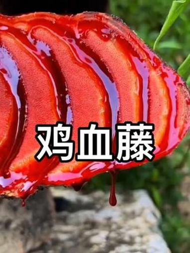著名本草——鸡血藤 #野生药材 #野生植物 #助农 #新农人计划 #谁知道这是什么