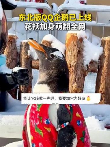 东北版QQ企鹅已上线，花袄加身萌翻全网。#长白天下雪相约在吉林 #吉林文旅 #中泰海洋世界