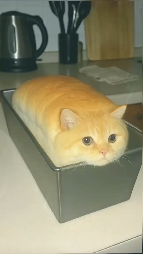金黄的小猫面包