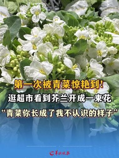 第一次被青菜惊艳到!逛超市看到芥兰开成一束花“青菜你长成了我不认识的样子”来源:小羊拍客 