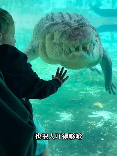 湾鳄，参加过二战，杀敌无数 湾鳄 鳄鱼 动物科普 动物的迷惑行为 爬行动物