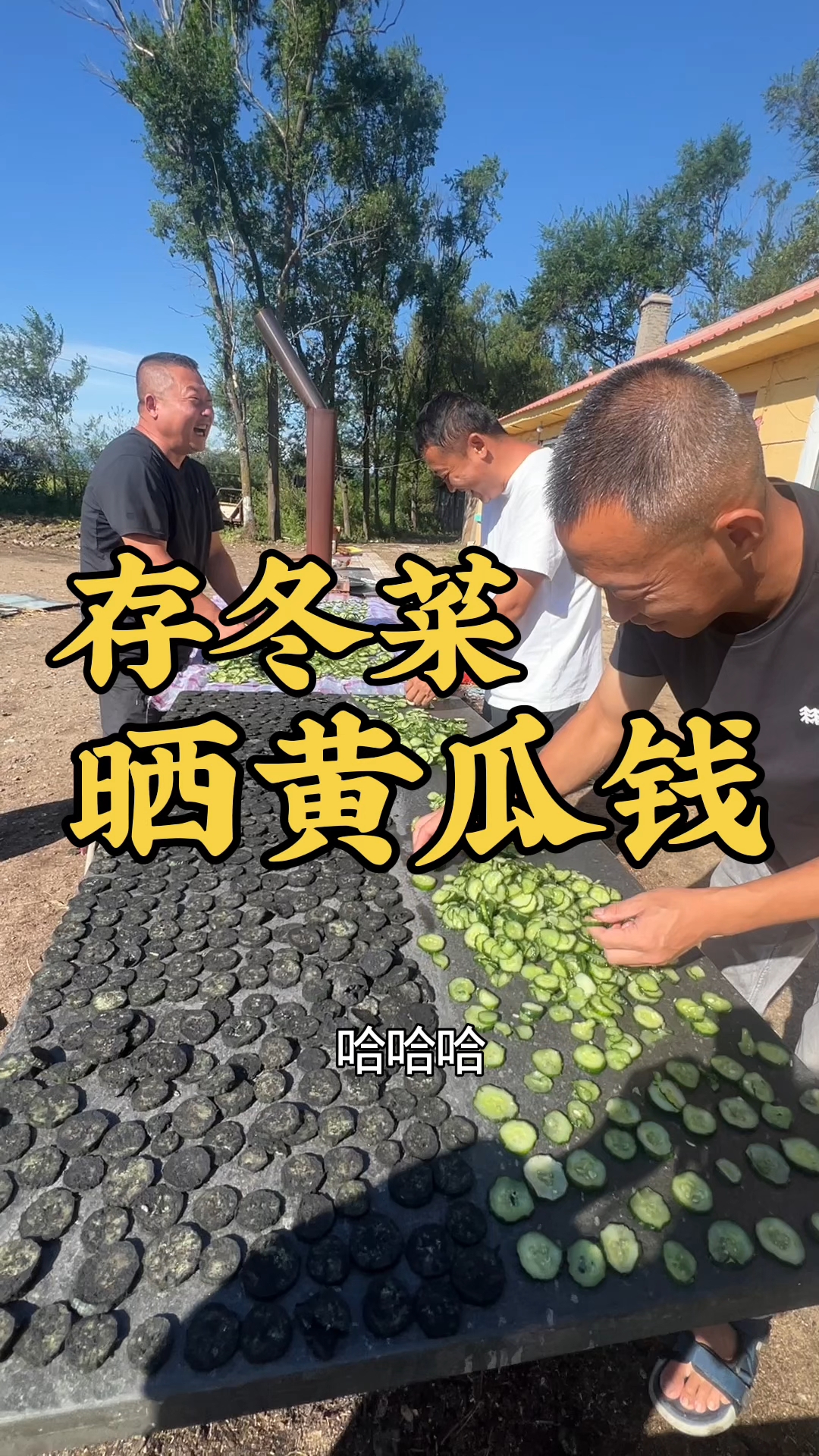 东北又到了一年一度晒干菜的季节了,今天晒黄瓜钱儿