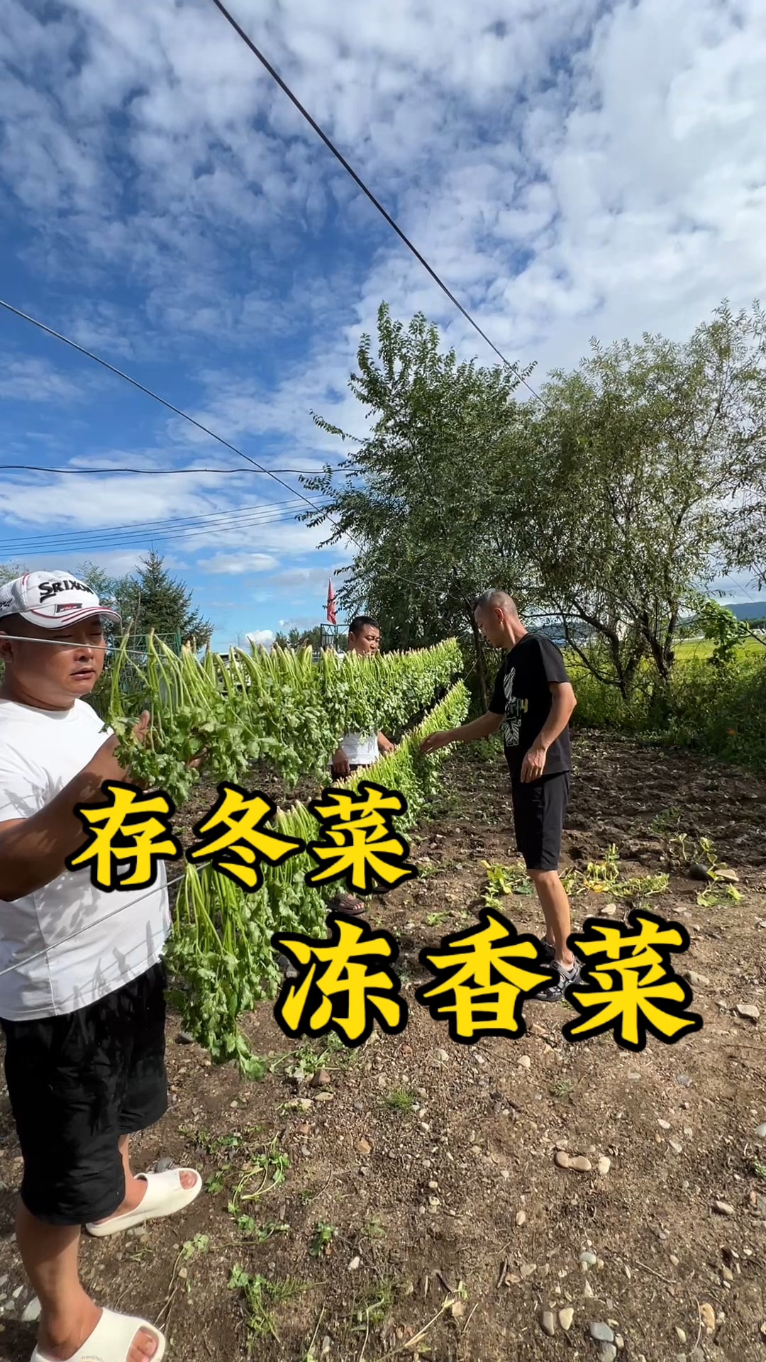 又到了一年一度存冬菜的时节了,今天我们冻香菜,腌香菜