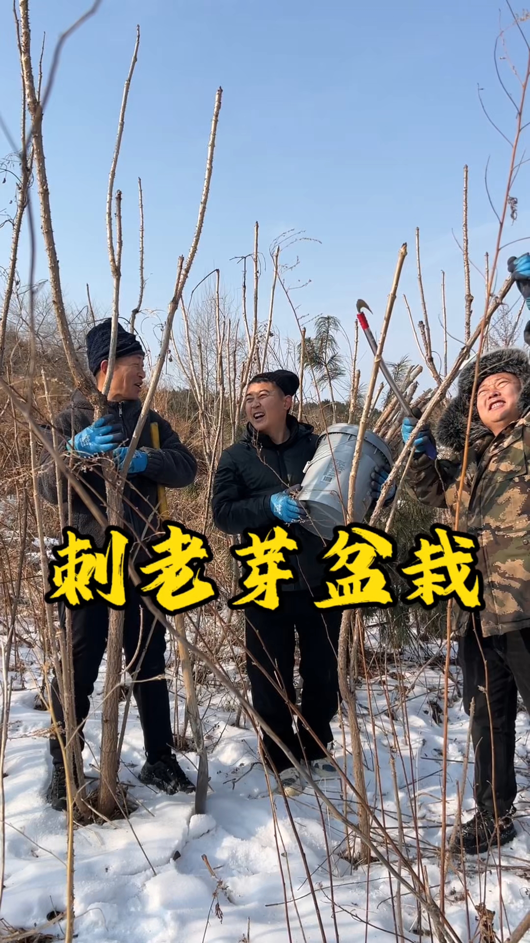 东北猫冬上山找刺老芽移栽，这是特别好的山野菜