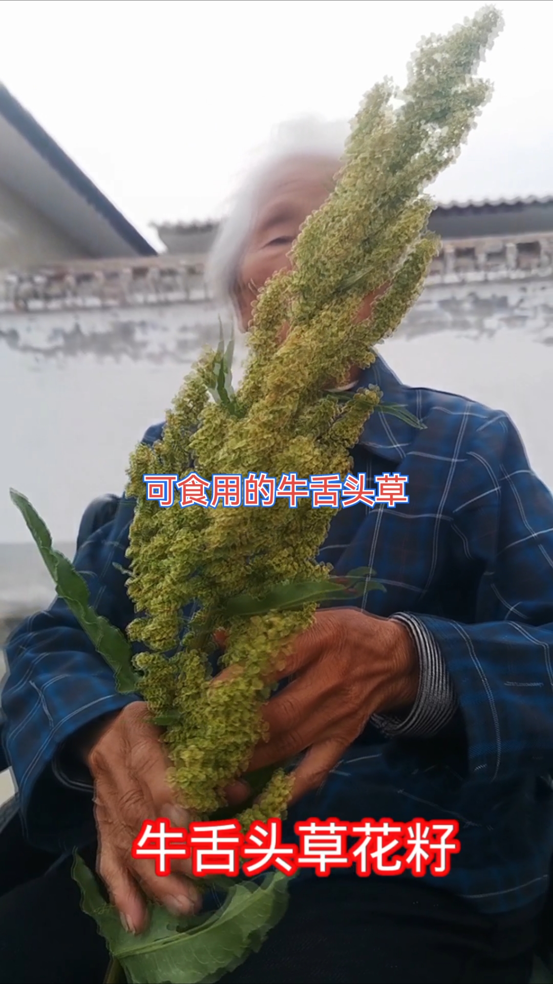 可食用的牛舌头草