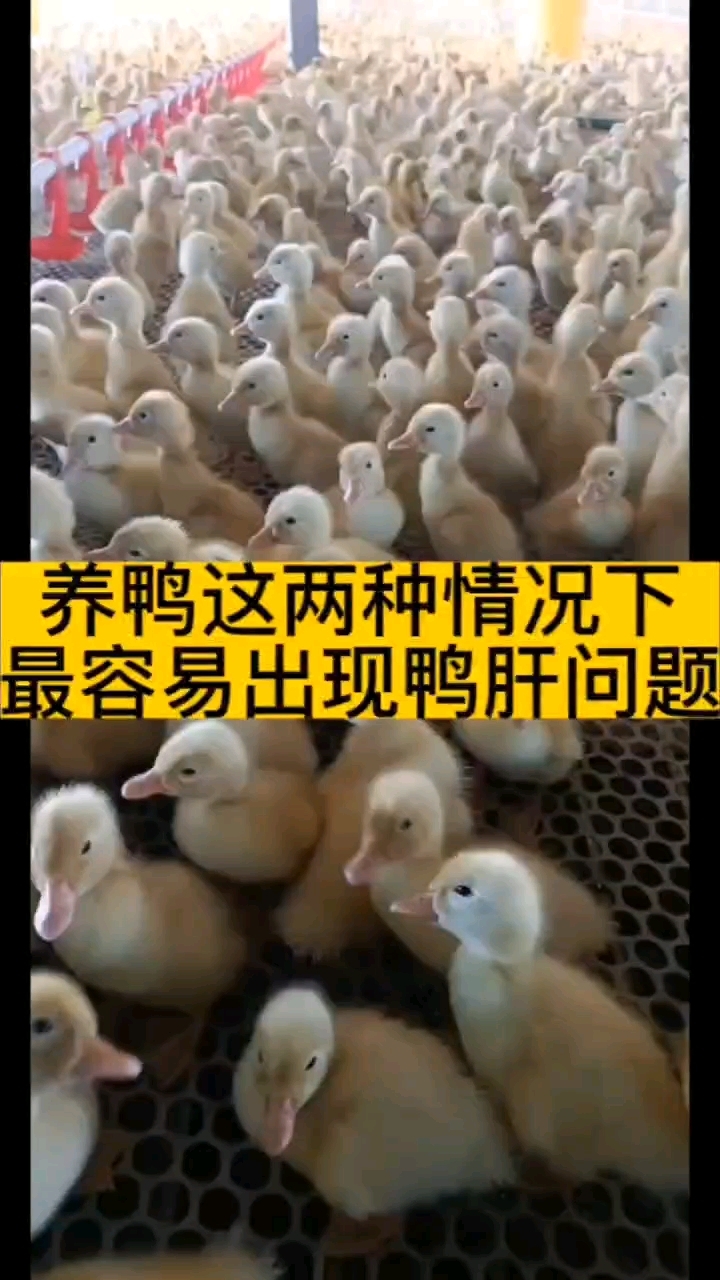 鸭肝爆发的两个原因