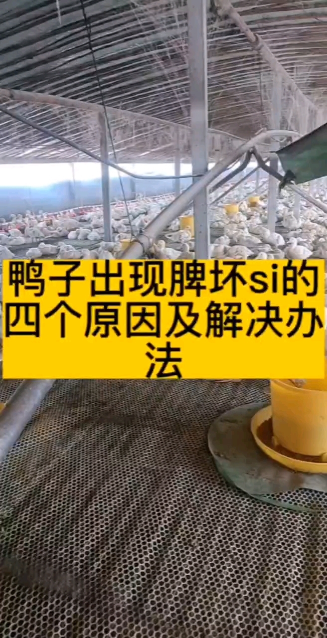 鸭子出现脾坏死的原因及解决办法